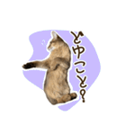 ふわもふビスケちゃん（個別スタンプ：24）