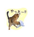 ふわもふビスケちゃん（個別スタンプ：25）