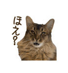 ふわもふビスケちゃん（個別スタンプ：28）