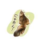 ふわもふビスケちゃん（個別スタンプ：31）