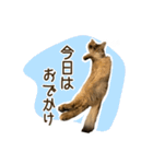 ふわもふビスケちゃん（個別スタンプ：33）