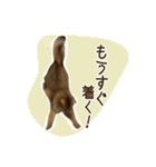 ふわもふビスケちゃん（個別スタンプ：34）