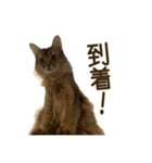 ふわもふビスケちゃん（個別スタンプ：35）