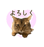 ふわもふビスケちゃん（個別スタンプ：36）