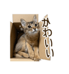 ふわもふビスケちゃん（個別スタンプ：38）