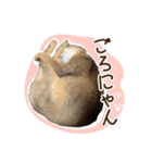 ふわもふビスケちゃん（個別スタンプ：39）
