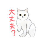 白くてフワフワな「はる」猫（個別スタンプ：23）