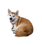 柴犬オルちゃんスタンプ⑦（個別スタンプ：3）