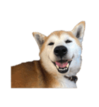 柴犬オルちゃんスタンプ⑦（個別スタンプ：4）
