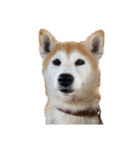 柴犬オルちゃんスタンプ⑦（個別スタンプ：6）