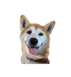 柴犬オルちゃんスタンプ⑦（個別スタンプ：7）