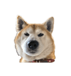 柴犬オルちゃんスタンプ⑦（個別スタンプ：8）