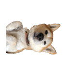 柴犬オルちゃんスタンプ⑦（個別スタンプ：11）