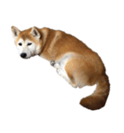 柴犬オルちゃんスタンプ⑦（個別スタンプ：12）