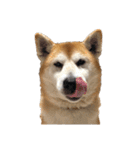 柴犬オルちゃんスタンプ⑦（個別スタンプ：15）