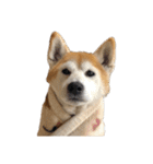 柴犬オルちゃんスタンプ⑦（個別スタンプ：17）