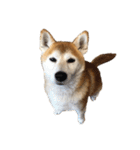 柴犬オルちゃんスタンプ⑦（個別スタンプ：18）