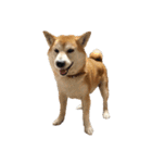 柴犬オルちゃんスタンプ⑦（個別スタンプ：19）