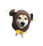 柴犬オルちゃんスタンプ⑦（個別スタンプ：21）