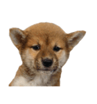 柴犬オルちゃんスタンプ⑦（個別スタンプ：23）