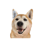 柴犬オルちゃんスタンプ⑦（個別スタンプ：24）