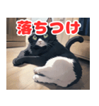 ねこのほっこりタイム（個別スタンプ：15）