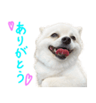 犬の日常スタンプ そらとくう（個別スタンプ：1）