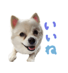 犬の日常スタンプ そらとくう（個別スタンプ：3）