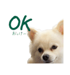 犬の日常スタンプ そらとくう（個別スタンプ：4）