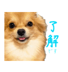 犬の日常スタンプ そらとくう（個別スタンプ：5）