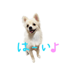 犬の日常スタンプ そらとくう（個別スタンプ：6）
