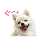 犬の日常スタンプ そらとくう（個別スタンプ：7）