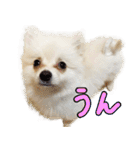 犬の日常スタンプ そらとくう（個別スタンプ：8）