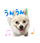 犬の日常スタンプ そらとくう（個別スタンプ：9）