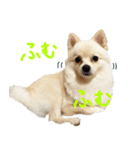 犬の日常スタンプ そらとくう（個別スタンプ：10）
