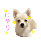犬の日常スタンプ そらとくう（個別スタンプ：11）