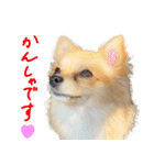 犬の日常スタンプ そらとくう（個別スタンプ：12）