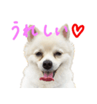 犬の日常スタンプ そらとくう（個別スタンプ：13）