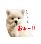 犬の日常スタンプ そらとくう（個別スタンプ：14）