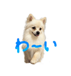 犬の日常スタンプ そらとくう（個別スタンプ：15）