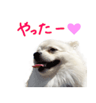 犬の日常スタンプ そらとくう（個別スタンプ：16）