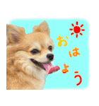 犬の日常スタンプ そらとくう（個別スタンプ：17）