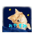 犬の日常スタンプ そらとくう（個別スタンプ：18）