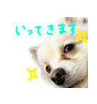 犬の日常スタンプ そらとくう（個別スタンプ：19）