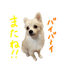 犬の日常スタンプ そらとくう（個別スタンプ：20）