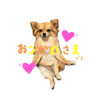 犬の日常スタンプ そらとくう（個別スタンプ：21）