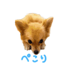 犬の日常スタンプ そらとくう（個別スタンプ：22）