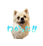 犬の日常スタンプ そらとくう（個別スタンプ：23）