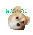 犬の日常スタンプ そらとくう（個別スタンプ：24）