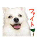 犬の日常スタンプ そらとくう（個別スタンプ：25）